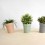 PISA FLOWERPOT