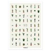 Affiche Cactus