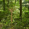 Coat Rack Y Oak